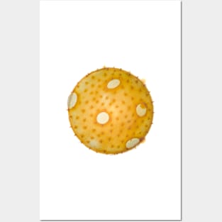 Summer squash pollen grain under the microscope Posters and Art